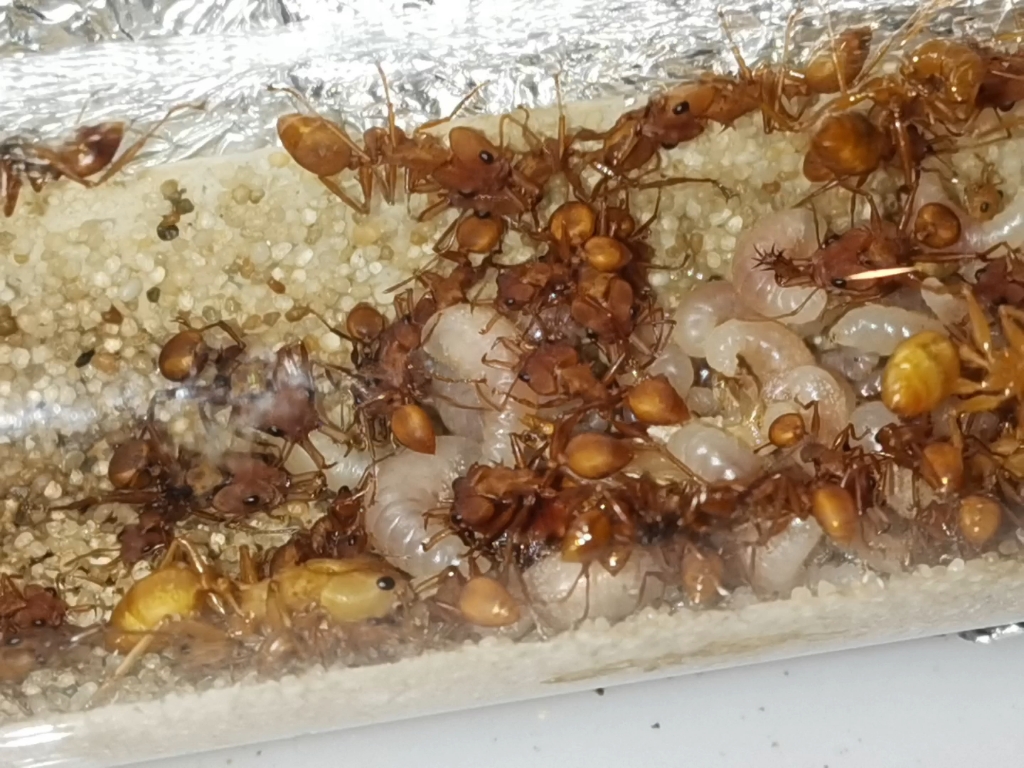 武装毒针蚁近况