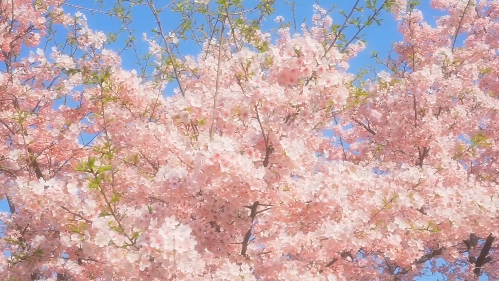 [图]纯音《满载樱花的列车开往春天》