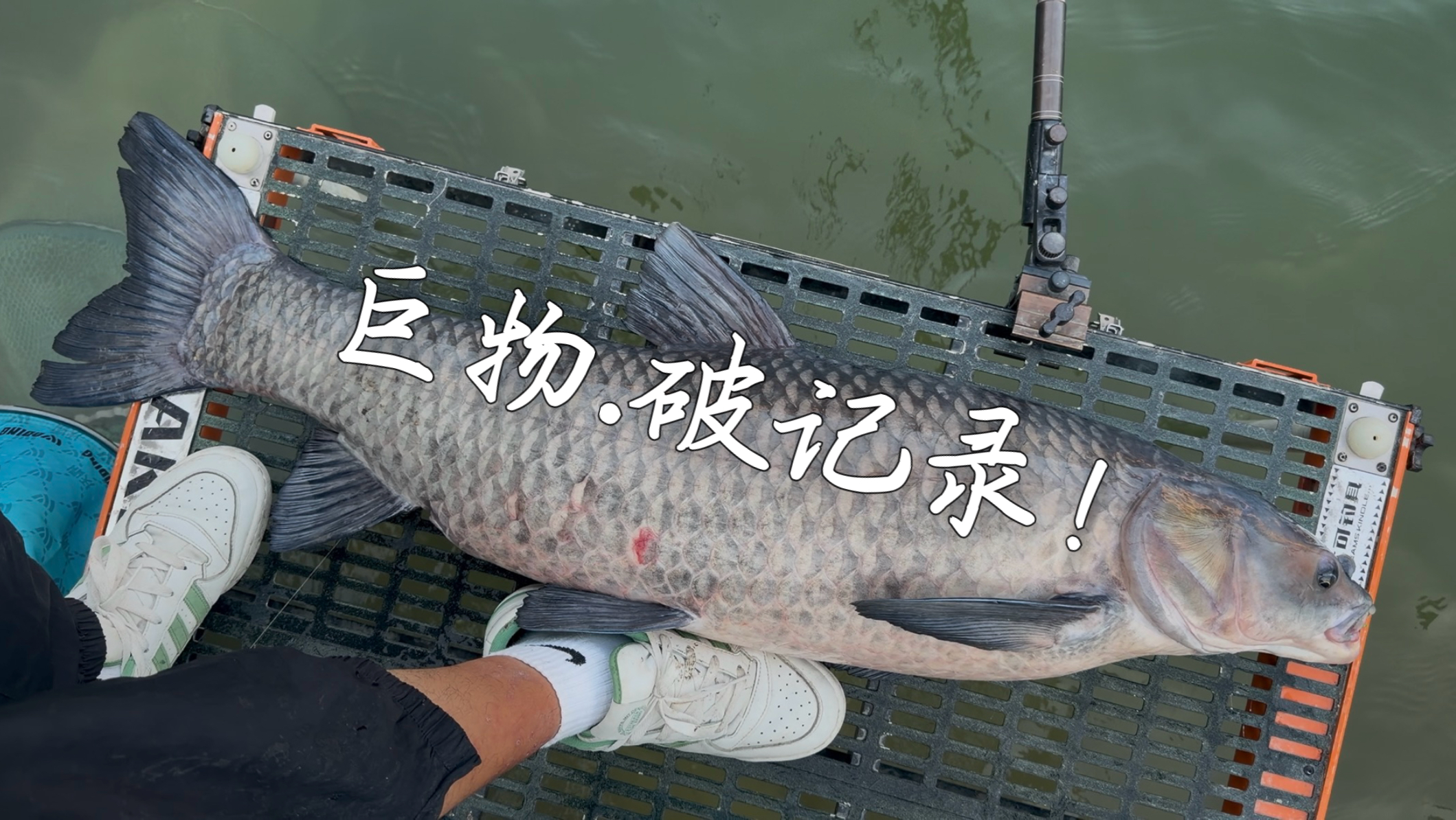 峡谷擒获巨物 破纪录！