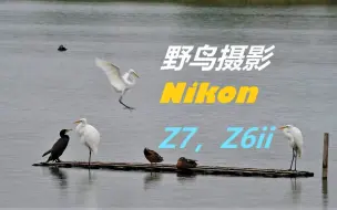 Download Video: 【4k】野鸟摄影 | 尼康 Z7+Z 70-200mm f/2.8+TC-2.0x & Z6II+FTZ+AF-S 200-500mm f/5.6E |远离东京