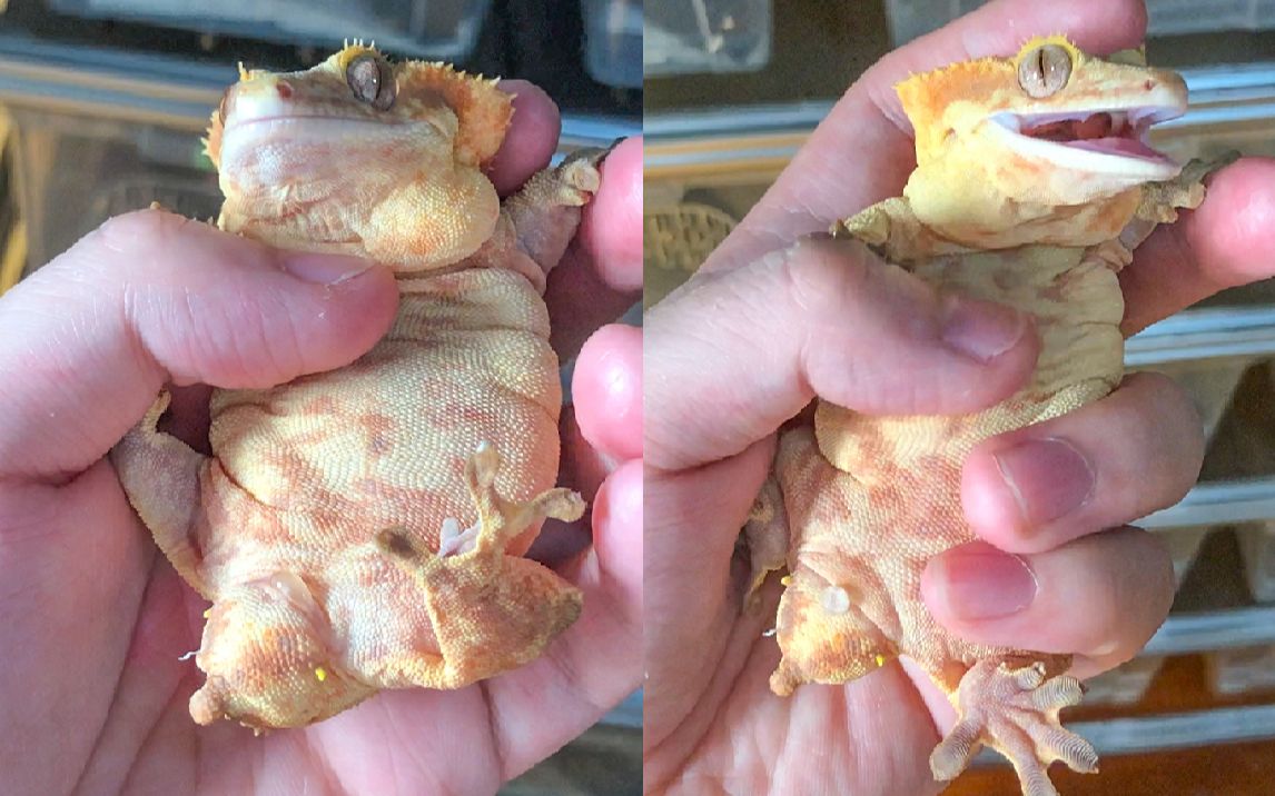 超肥蜥蜴乖巧躺手!肥嫩手感直呼太爽!