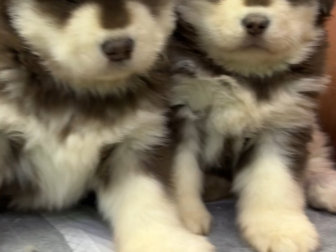 阿拉斯加犬舍今日分享两只熊版红十字阿拉斯加幼犬.