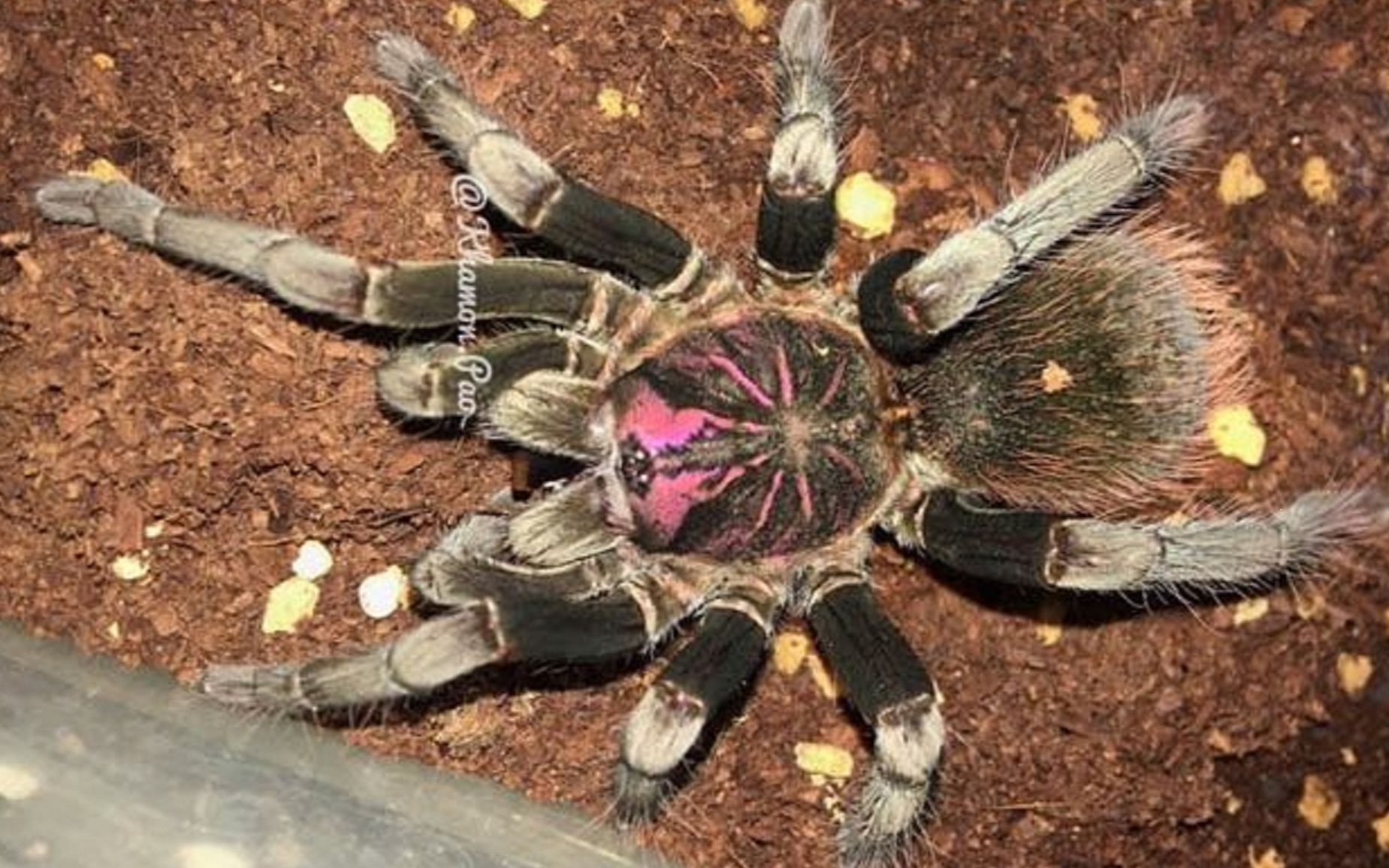 深夜闪送来的白镭射捕鸟蛛成体母……还有小白镭和sp1——开箱安顿