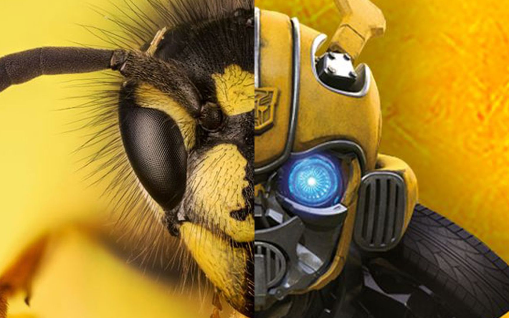 活动作品野蜂飞舞