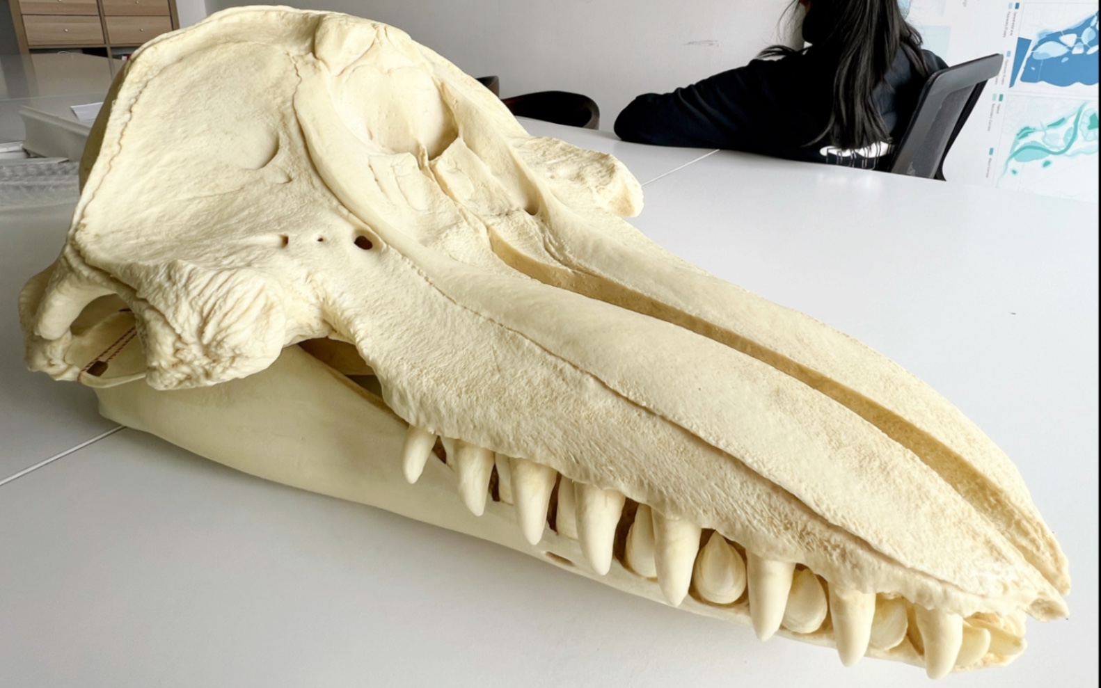 伪虎鲸头骨复刻品,boneclones的一件比较大型作品,感谢朋友的割爱!