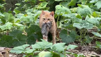 Video herunterladen: 橘猫师从狗艺，锁喉半斤重的老鼠！