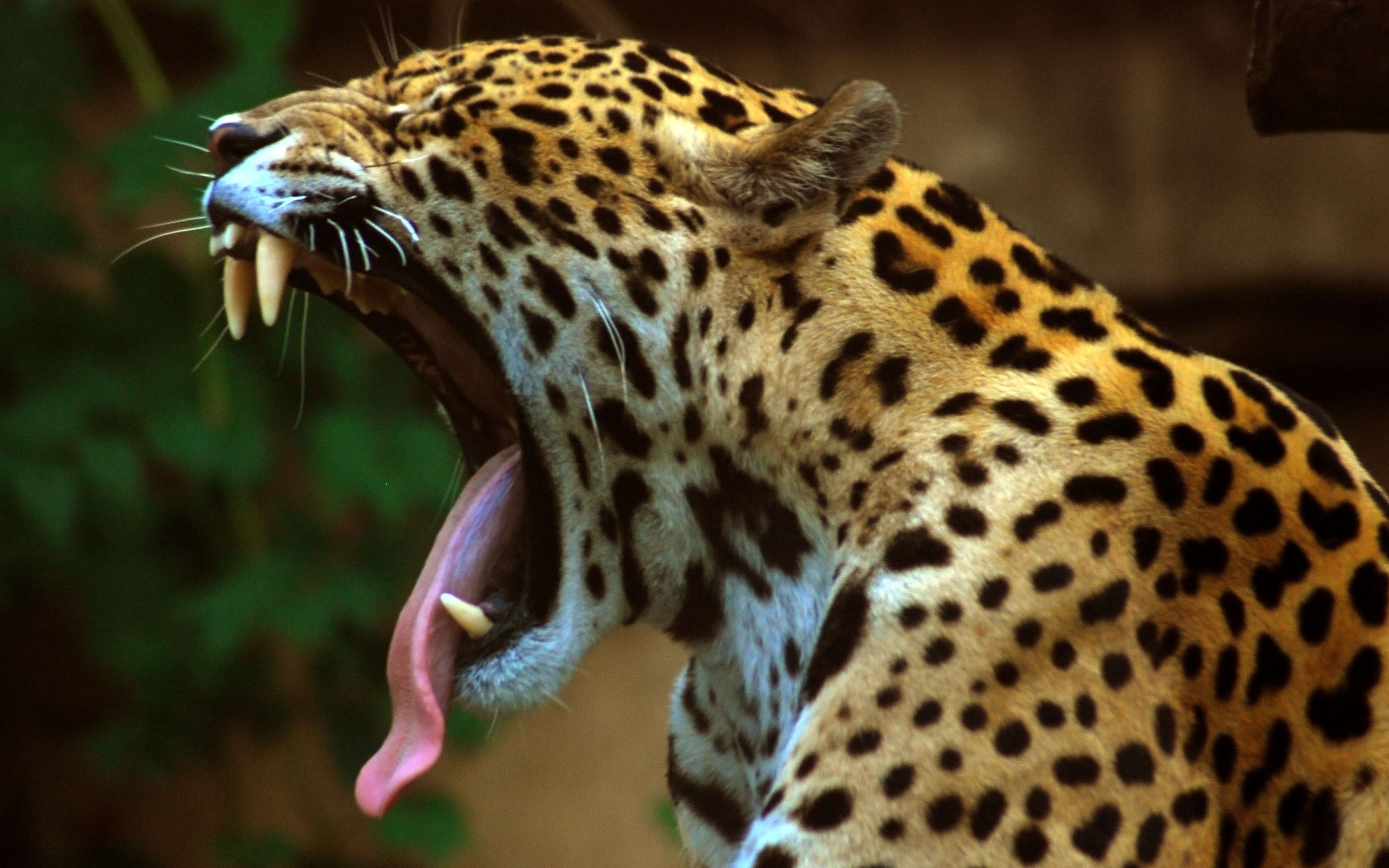 美洲豹潜入水中抓捕凯门鳄!_哔哩哔哩 (゜-゜)つロ 干杯~-bilibili