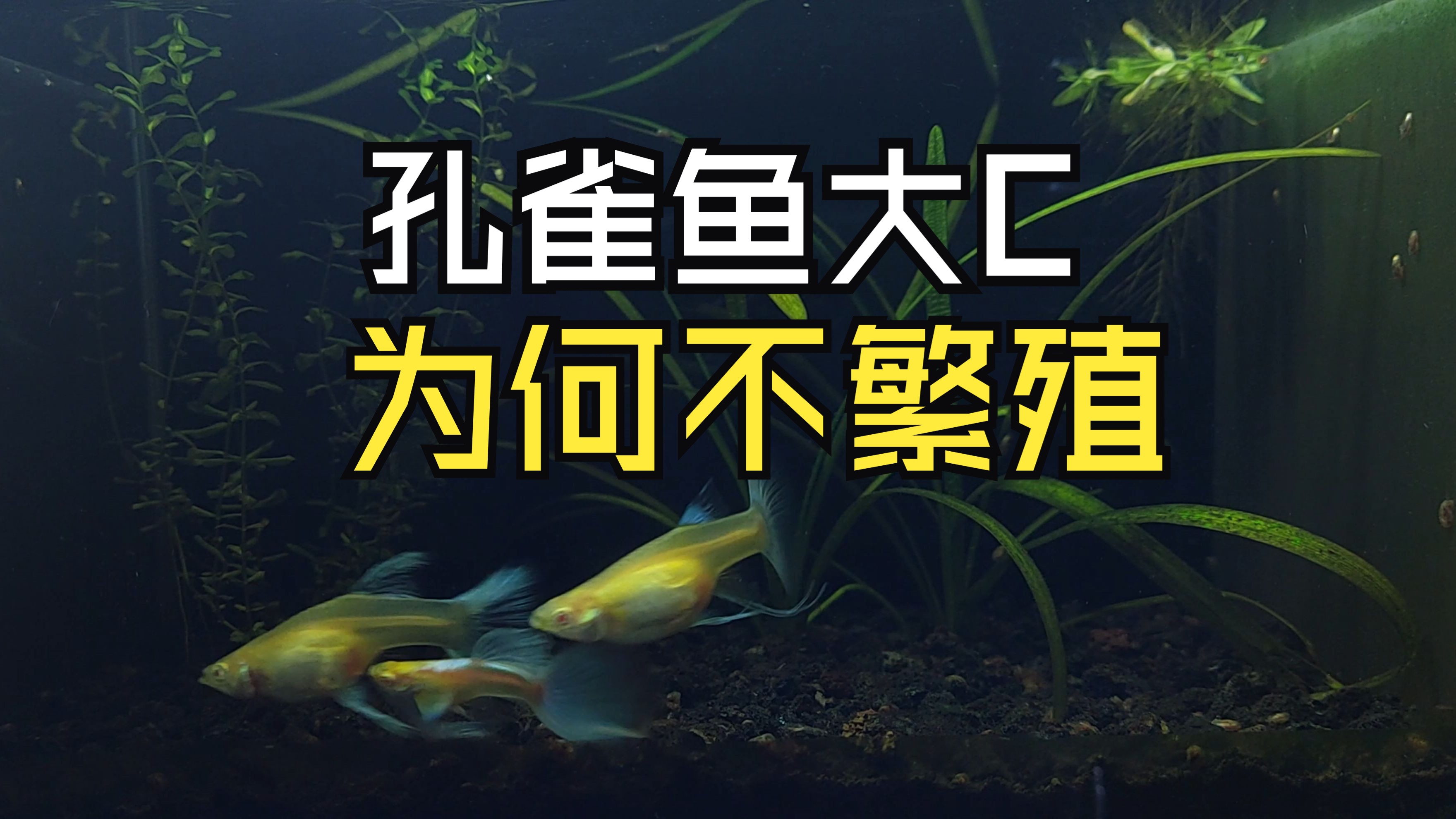 你的孔雀鱼大c体为什么不繁殖