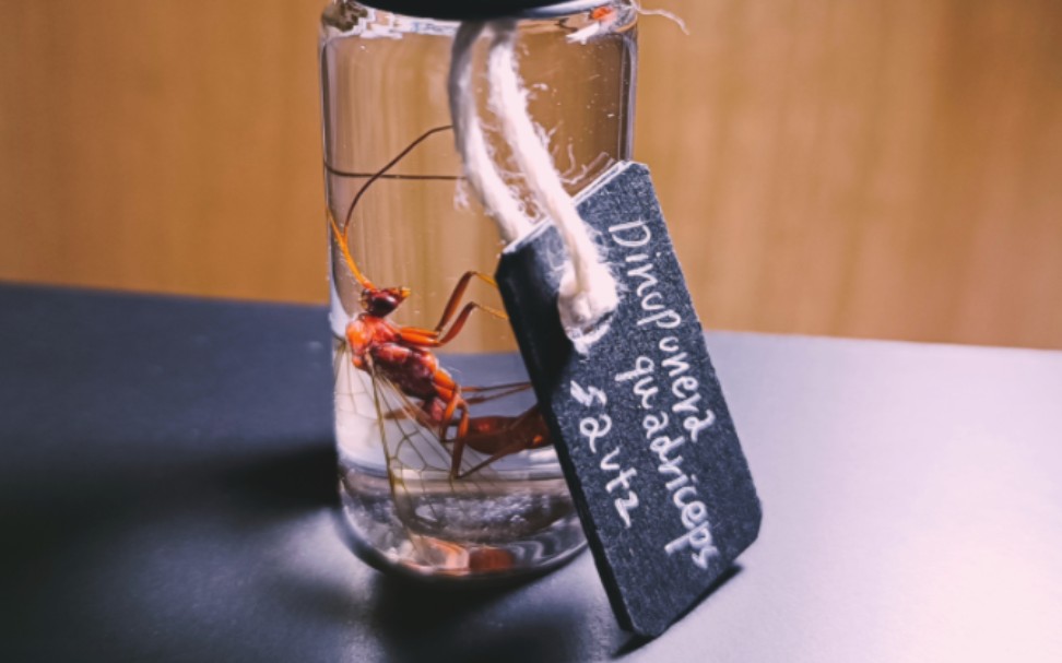 dinoponeraquadriceps方头恐锰蚁蚊子复古酒精标本