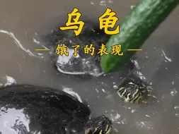 下载视频: 乌龟饿了的表现