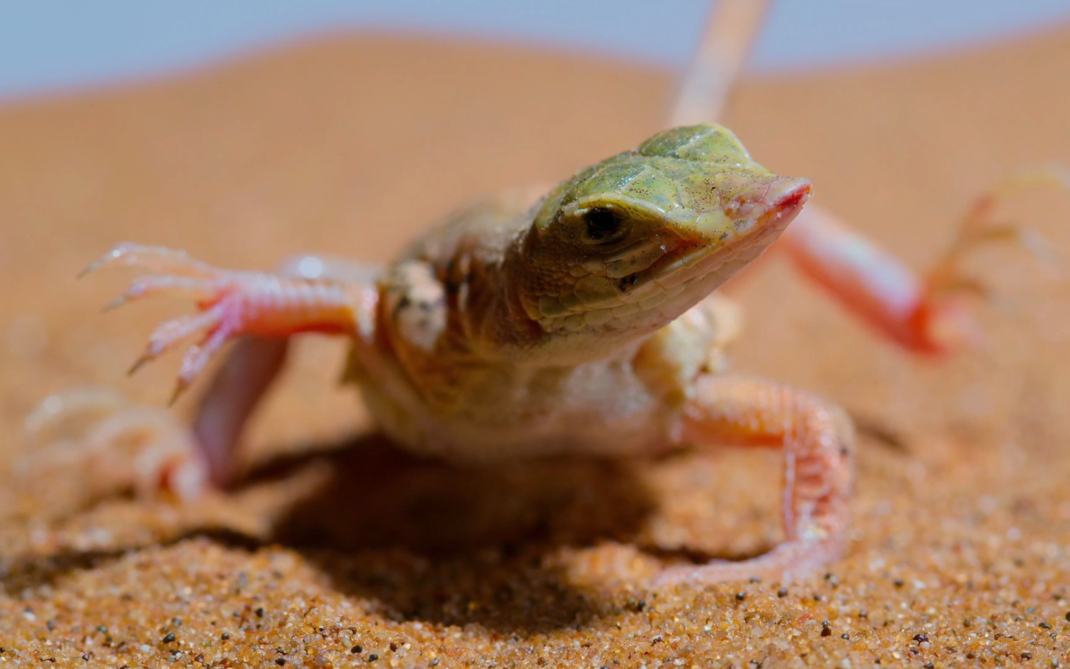 蜥蜴的沙漠舞蹈