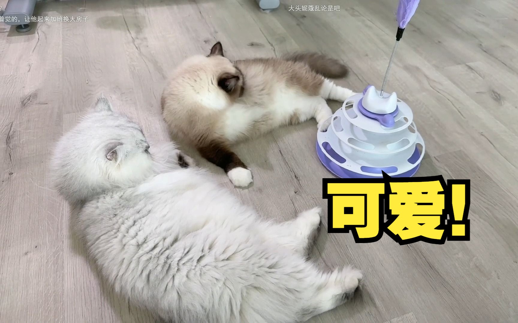 【KK】逗猫实录!好可爱的一窝子猫和女主人啊!哔哩哔哩bilibili