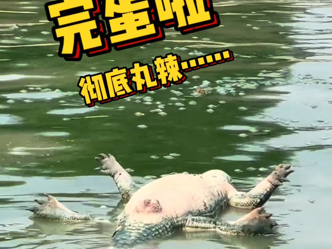 谁知道这是怎么一回事?#鳄珍#鳄珍鳄鱼酒#养生酒哔哩哔哩bilibili