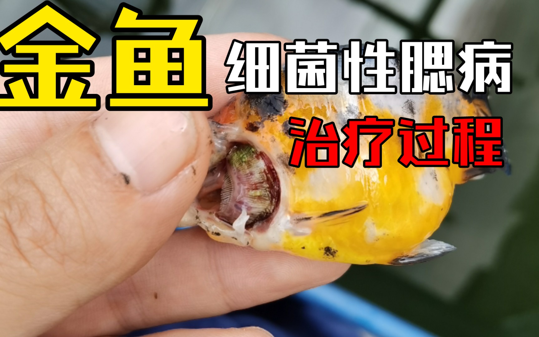 金鱼细菌性腮病治疗过程