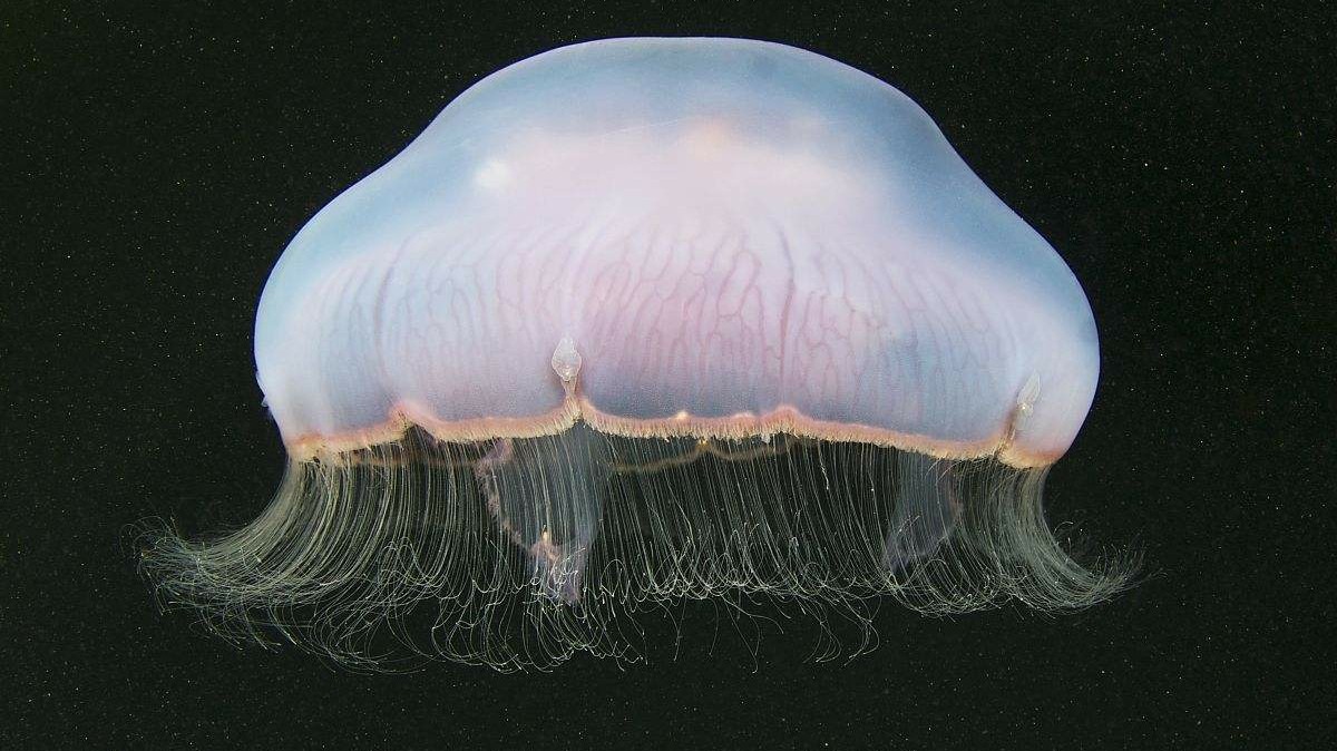 早上出海遇到一群水母凉拌海蜇头