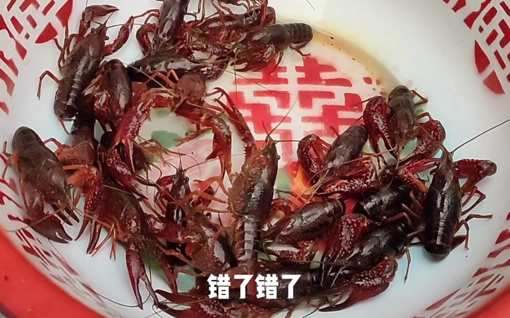 小龙虾打架本是盆中虾被煎何太急