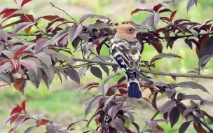 Скачать видео: 红叶桃树上的漂亮小鸟，戴胜鸟