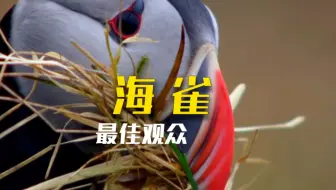 海雀 海鹰 都是海字辈的