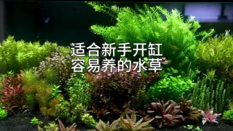 下载视频: 适合新手开缸容易养的的水草