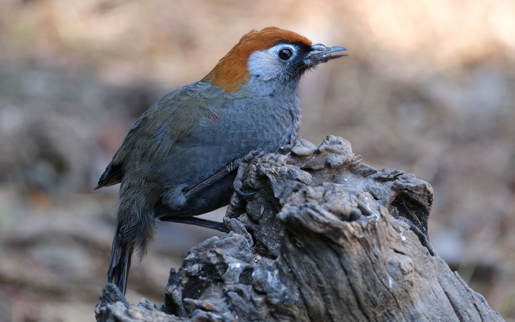 一只残疾的赤尾噪鹛