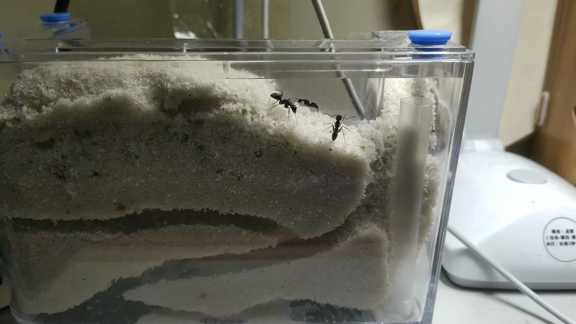 【日本弓背蚁】卡其脱离态蚂蚁