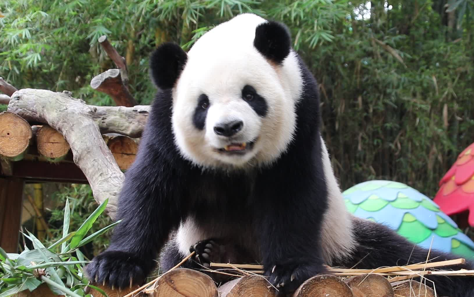 【大熊猫银柯】和飞云云一样的仓鼠脸