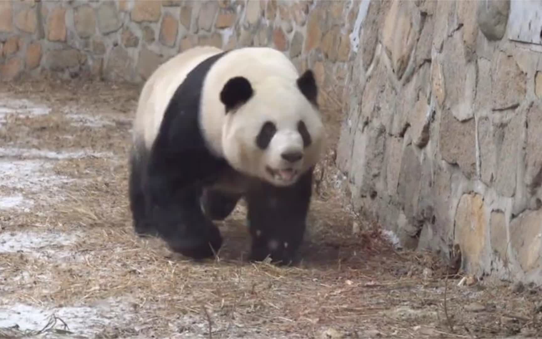 正经熊猫走路VS萌兰走路,四条腿各跑各的哔哩哔哩bilibili