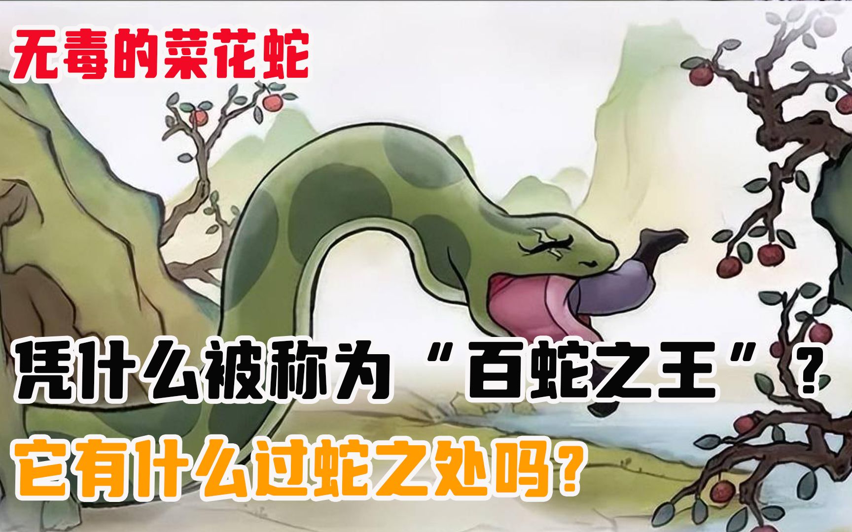 无毒的菜花蛇,凭什么被称为“百蛇之王”?它有什么过蛇之处吗?哔哩哔哩bilibili