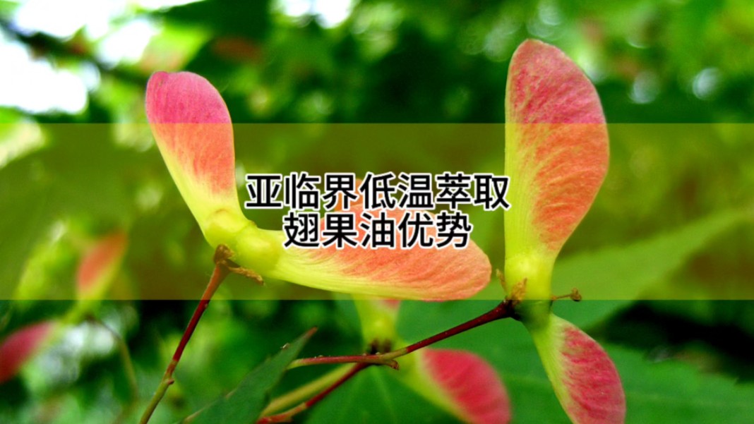 有植物界的飞行员之称的翅果你知道它的油有哪些营养价值吗？亚临界低温萃取翅果油的优势有哪些？#翅果油加工设备 #亚临界萃取设备源头厂家 #油脂加工设备
