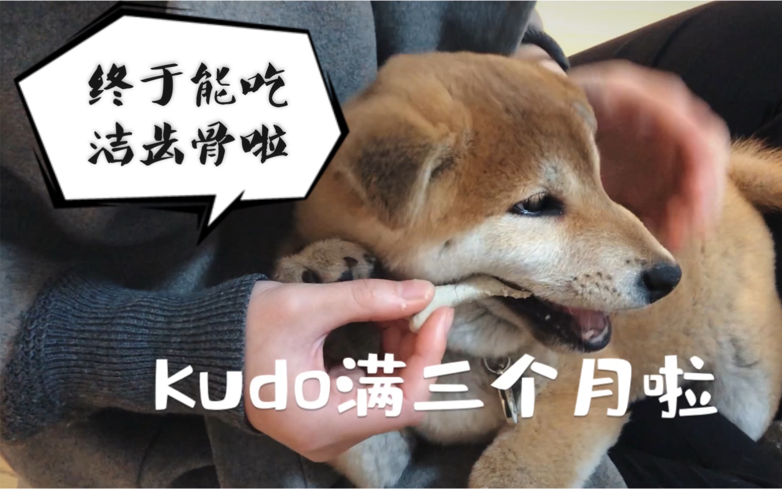 Kudo三个月大啦哔哩哔哩bilibili