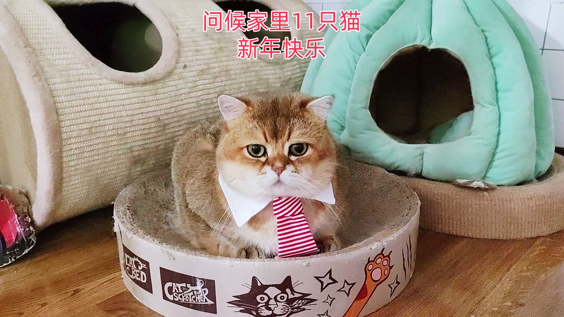 祝家里的11只猫"新年快乐"!谢谢大家陪哎呦与偶像走进新年