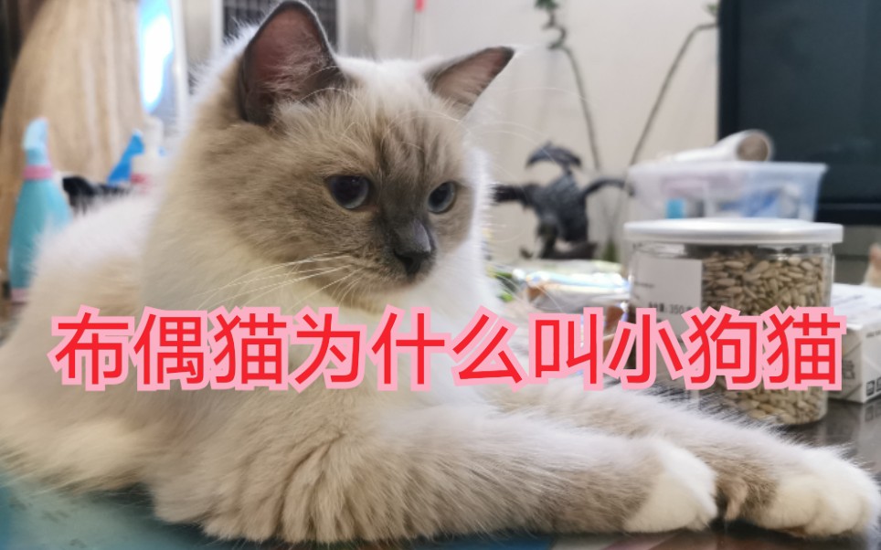 最粘人的猫是什么样的?哔哩哔哩bilibili