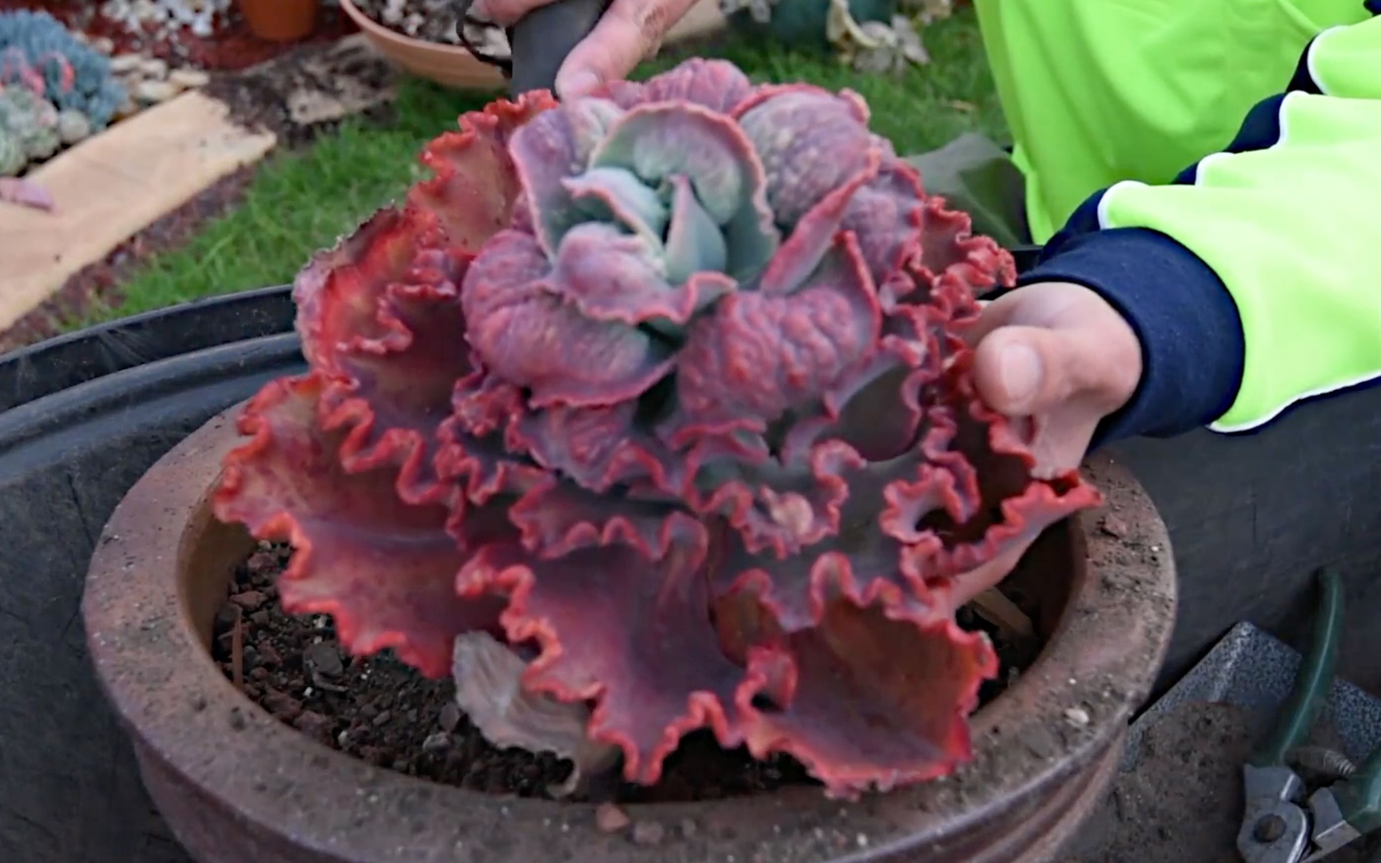 用多肉植物火山女神纪念天堂的母亲