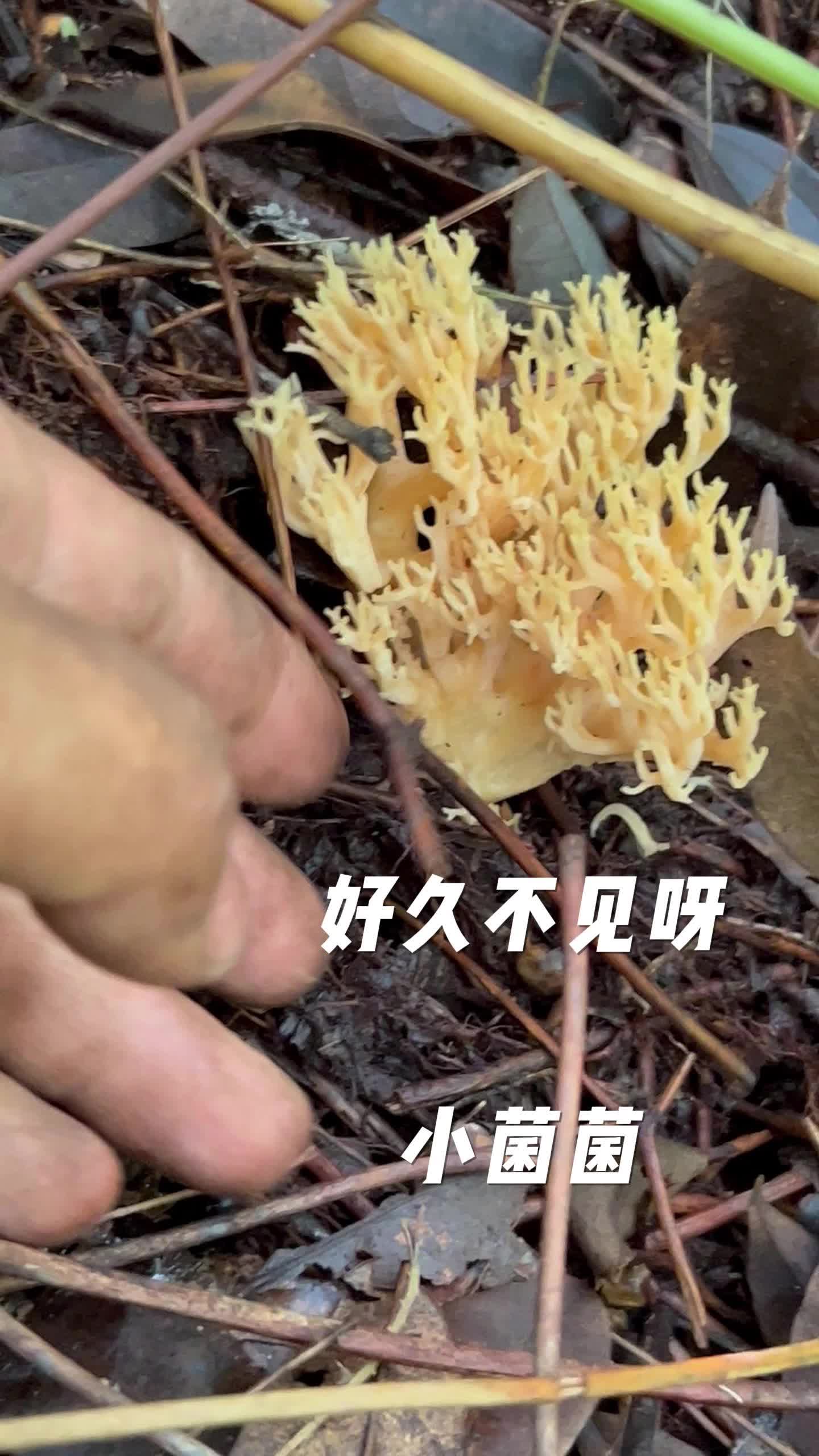 植物识别扫一扫 菌类图片