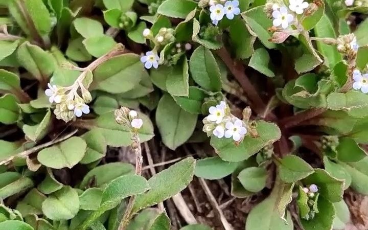 勿忘草和附地菜图片