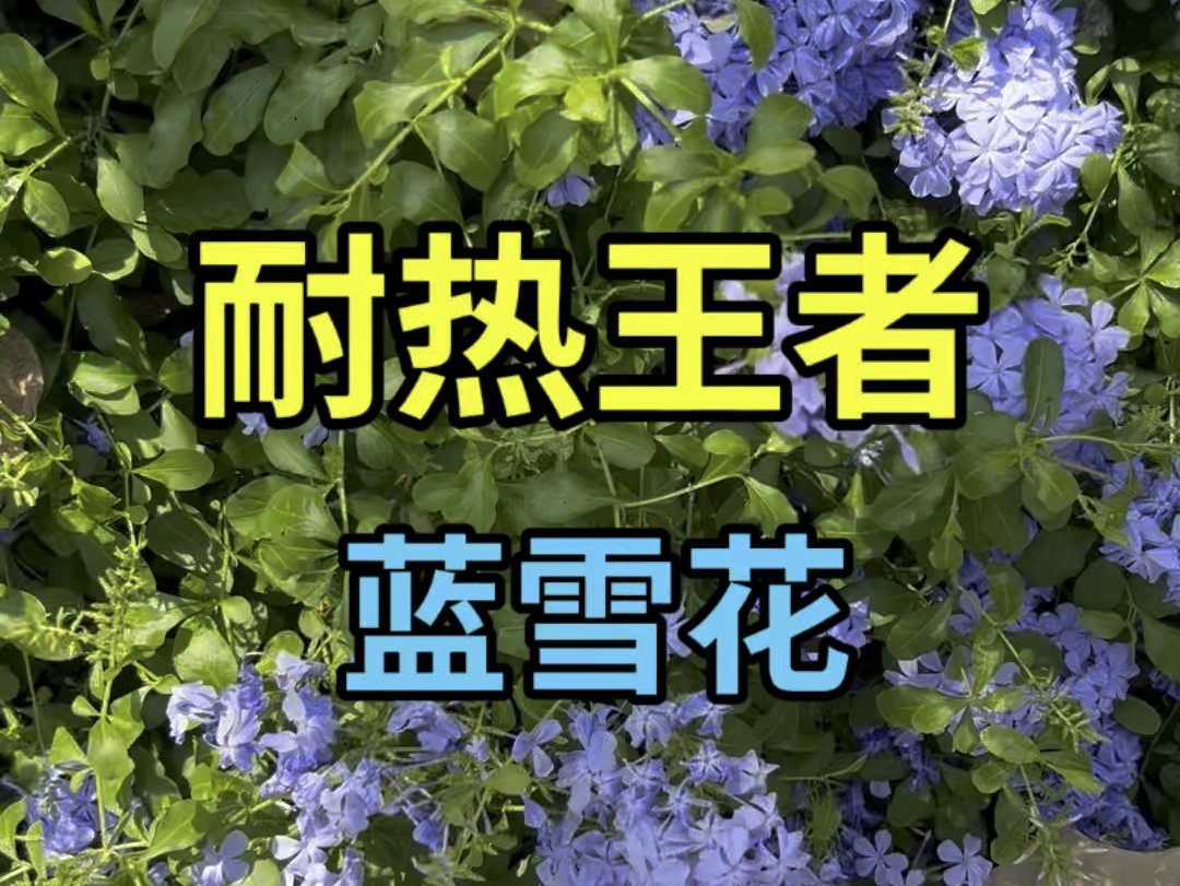 耐热王者花卉【蓝雪花】哔哩哔哩bilibili