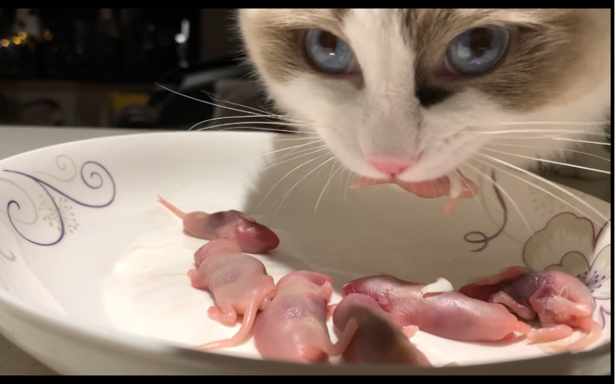 活动作品吃小老鼠的时候眼神是凶狠的