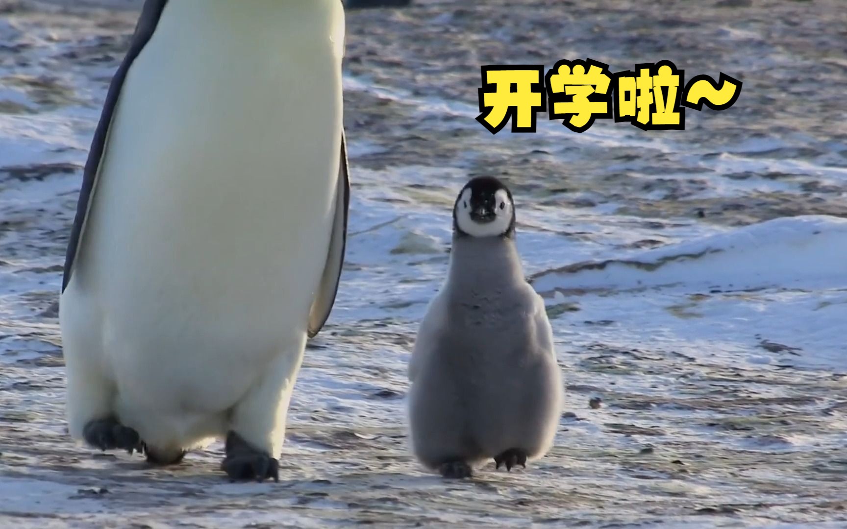 帝企鹅:爸爸妈妈去上班我去幼儿园!