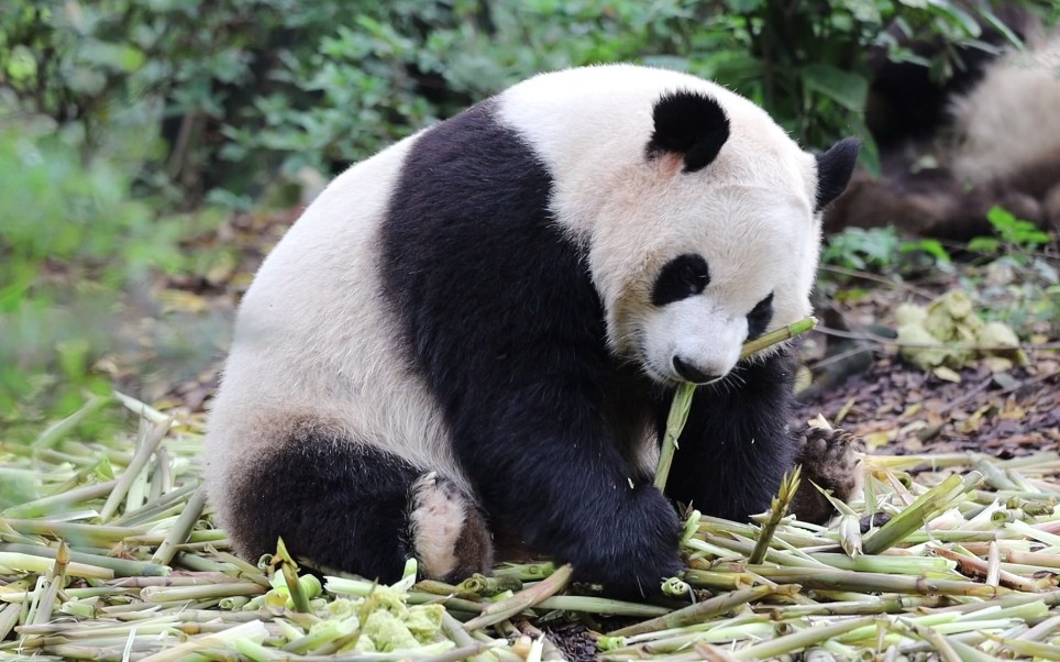 20210609【大熊猫】小小一团妮娜宝宝吃笋_哔哩哔哩_bilibili