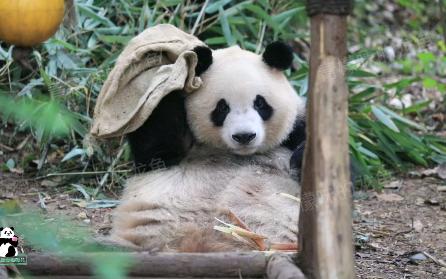 【大熊猫奇一】