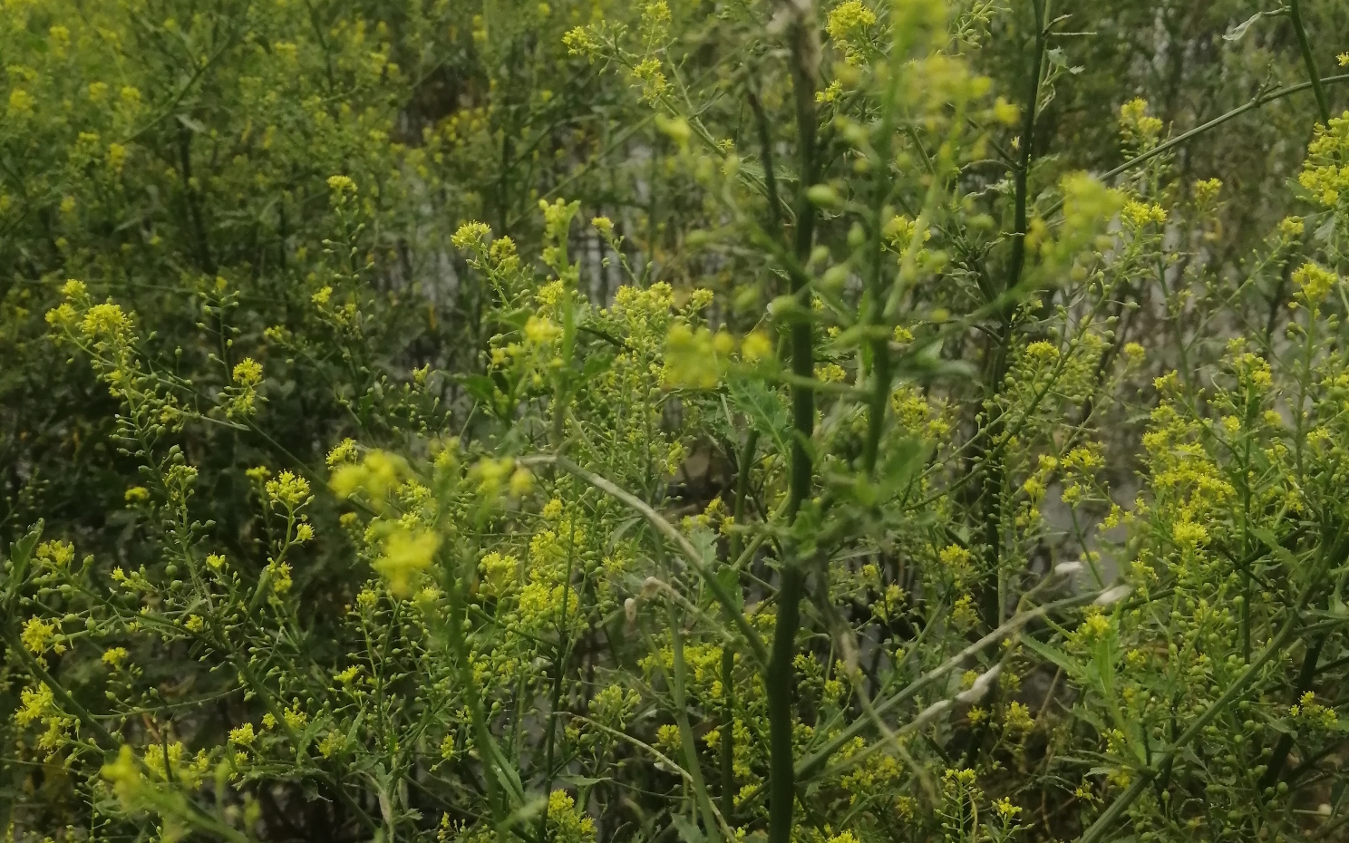 窃衣,蛇床和风花菜(野外几种可药用和食用的植物)