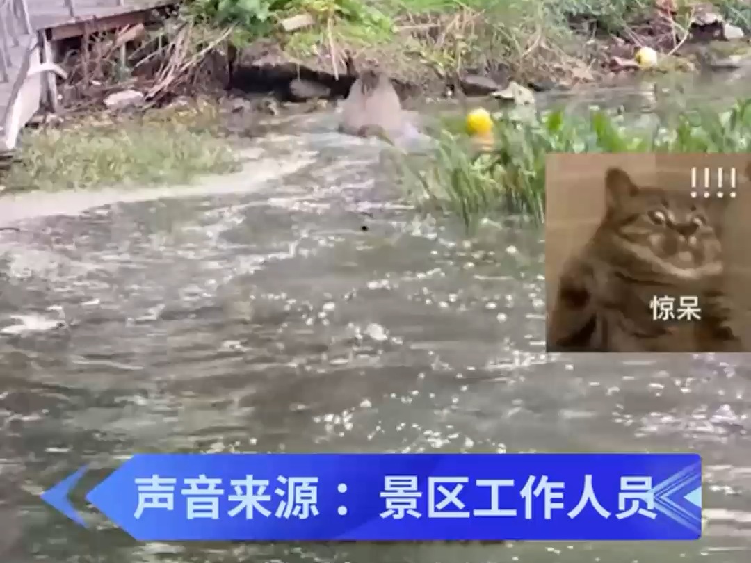 南京玄武湖惊现野猪游泳哔哩哔哩bilibili