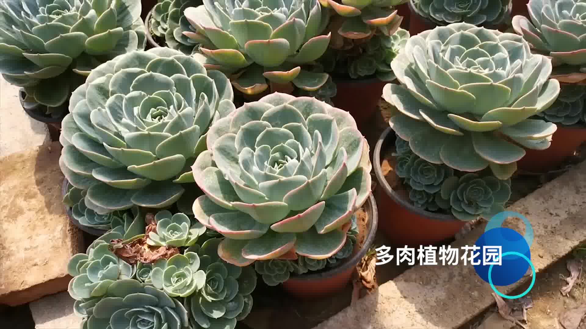 这个视频打破了你对多肉植物的玉蝶认知哔哩哔哩bilibili