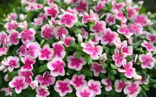 植物拉丁名 搜索结果 哔哩哔哩弹幕视频网 つロ乾杯 Bilibili