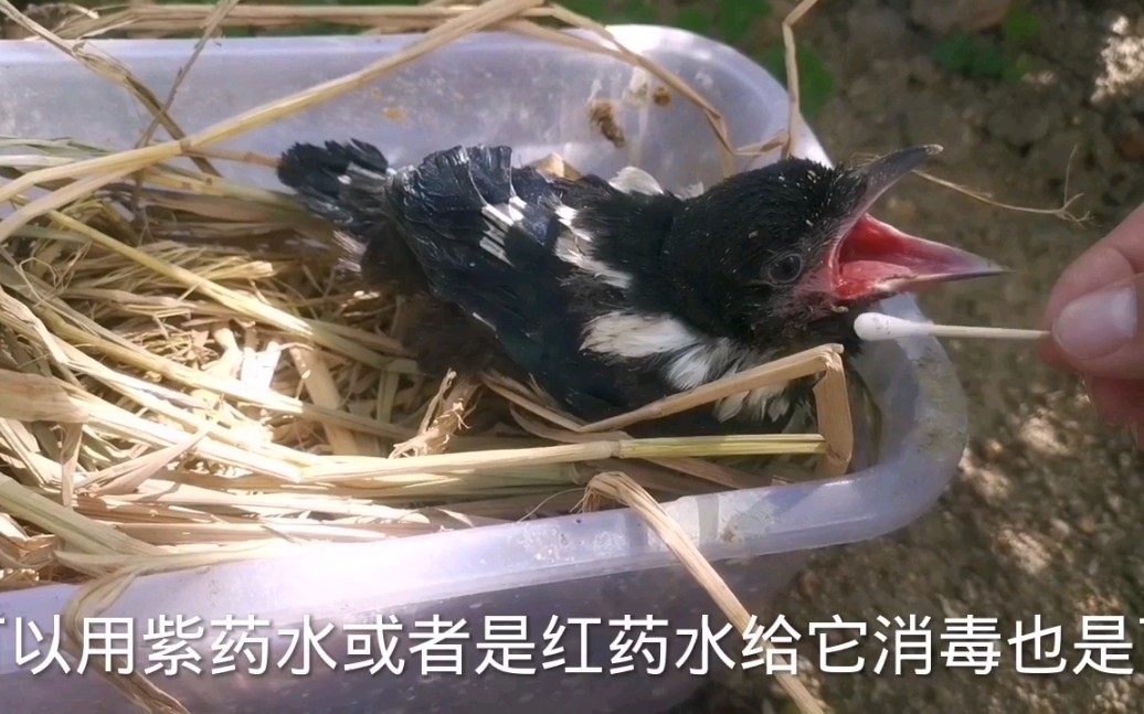 捡到受伤喜鹊几天了葱花肉给他补充营养好吃小海总是要