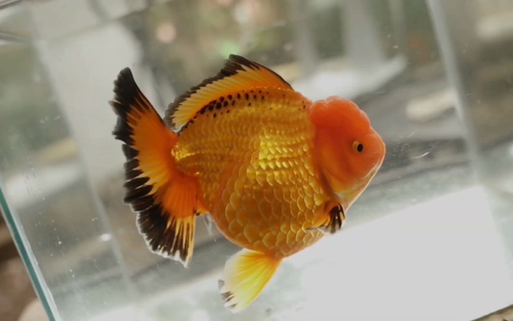 你喜欢百褶泰狮还是喜欢国狮呢国狮没市场泰狮尾巴国狮头