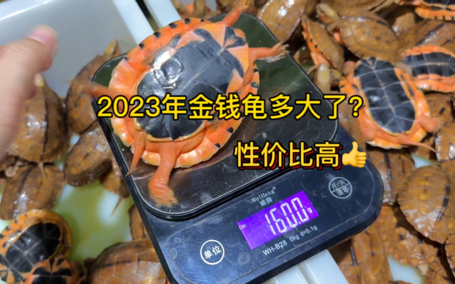 2023年金钱龟多大了?超大只超好养哔哩哔哩bilibili