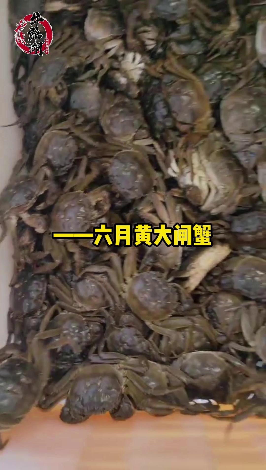 快来品尝六月黄大闸蟹,一起感受这份夏日限定的美味吧!