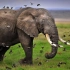 [非洲大象]超近距离的拍摄！你会对它作出你的承诺吗？