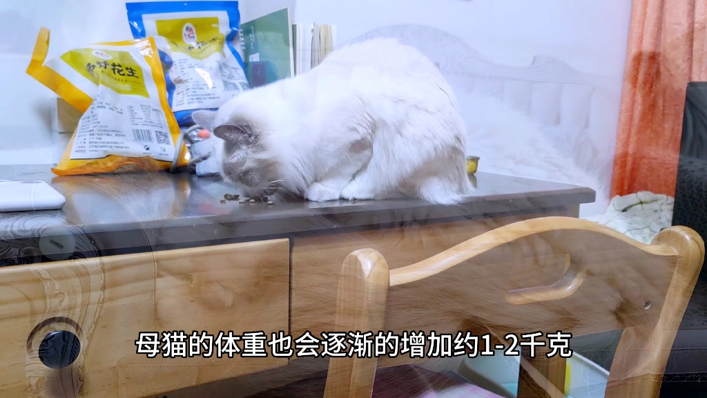 母猫怀孕后的症状!哔哩哔哩bilibili